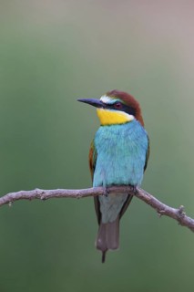 Bee-eater, (Merops apiaster), Animals, Birds, Raptor family, Perching station, Muselievo,