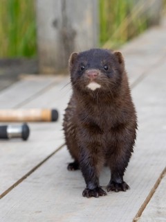 A curious mink