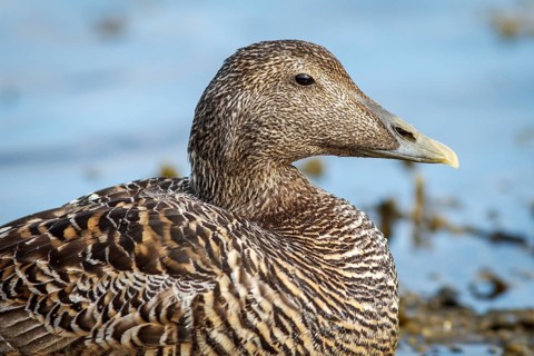 Common Eider (Somateria mollissima), female, Seahouses, United Kingdom