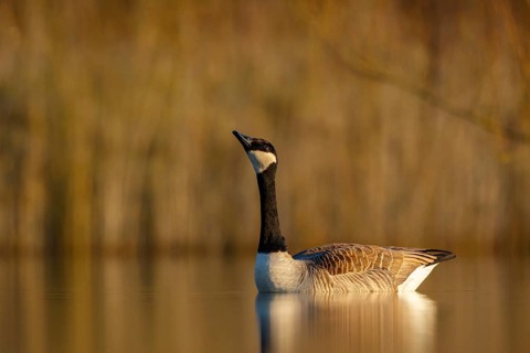 Canada Goose (Branta canadensis), North Rhine-Westphalia, Germany