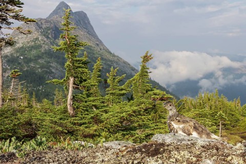 White-tailed Ptarmigan (Lagopus leucurus) in the alpine habitat of British Columbia, Canada