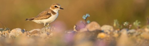 Animals, birds, plover, Kentish plover, (Charadrius alexandrinus), biotope, habitat, foraging,