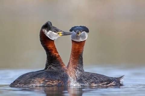 Red-necked Grebe (Podiceps grisegena) pair displaying, Saxony-Anhalt, Germany