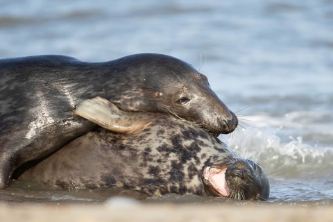 Atlantic grey seal (Halichoerus grypus) two adult animals in love courting in the breaking waves of