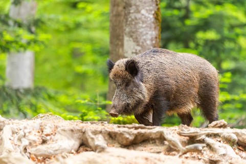 Wild boar (Sus scrofa) walking in a forest, Bavaria, Germany