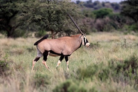 Oryx gazella, South African spikebuck, adult, running, foraging, Mokala National Park, Northern