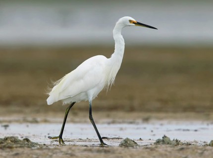 Little Egret (Egretta garzetta) foraging, Victoria, Australia
