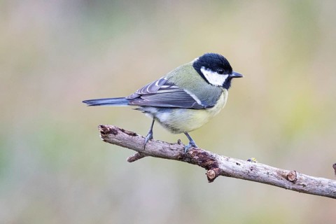 Great tit (Parus major) Germany