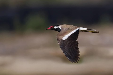 Red-wattled Lapwing (Vanellus indicus) flying, Oman