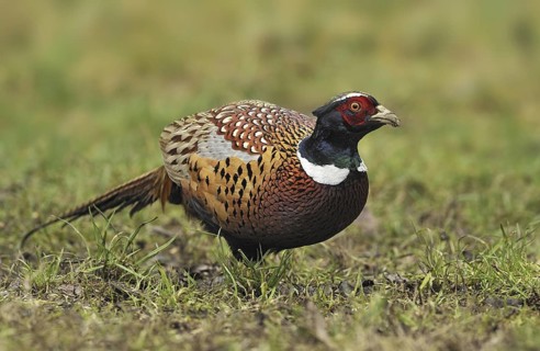 Common Pheasant (Phasianus colchicus) male, British Columbia, Canada