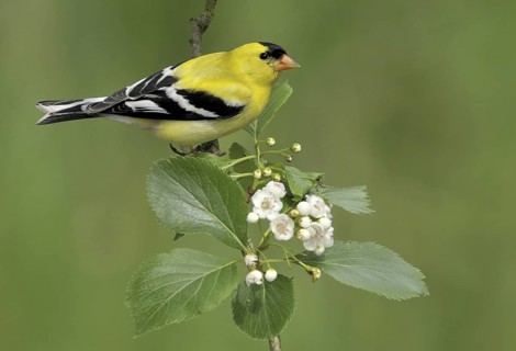 American Goldfinch (Spinus tristis) male, British Columbia, Canada