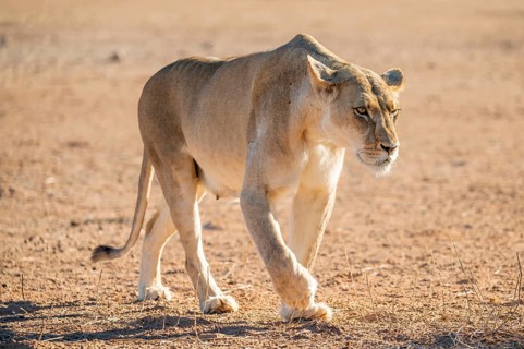 Lioness (Panthera leo) walking on dry ground, Kgalagadi Transfrontier National Park, Northern Cape,