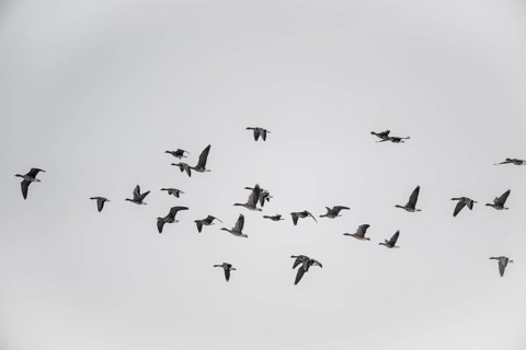 White-fronted geese (Anser albifrons), Lower Saxony, Germany