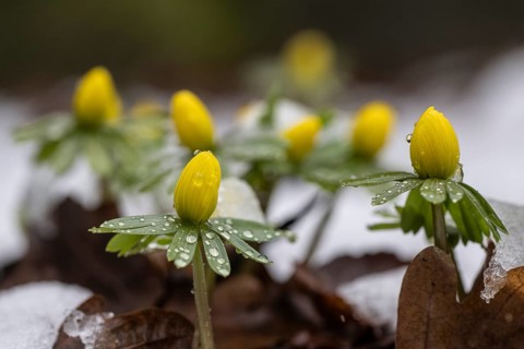 Winter aconites (Erantnis hyemalis), Emsland, Lower Saxony, Germany