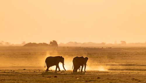 African elephant (Loxodonta africana), silhouette, sunset, atmospheric light, Ihaha, Chobe National