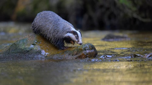 European badger (Meles meles), sitting on a stone in a stream in the last light, deciduous tree is