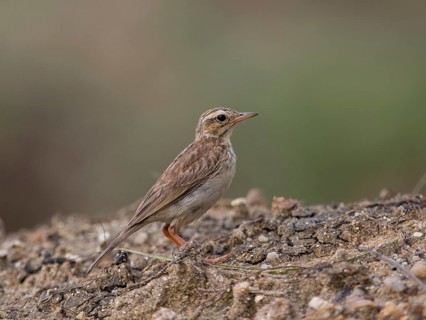 Paddyfield Pipit (Anthus rufulus), Sri Lanka