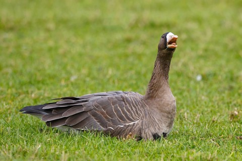 Greater White-fronted Goose (Anser albifrons), North Rhine-Westphalia, Germany