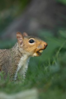 Grey squirrel (Sciurus carolinensis) adult animal with a Hazel tree nut in its mouth in the autumn,