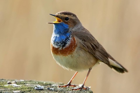 Bluethroat (Luscinia svecica cyanecula) male singing, Netherlands
