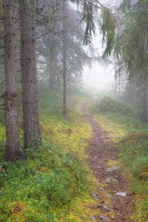 Path in foggy spruce forest, Alvdal, Hedmark, Innlandet, Norway, November 2025