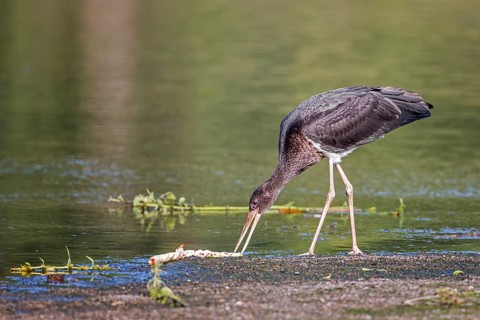 Black Stork (Ciconia nigra) juvenile foraging, Saxony-Anhalt, Germany