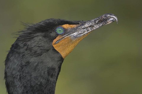 Double-crested Cormorant (Phalacrocorax auritus), Florida, USA