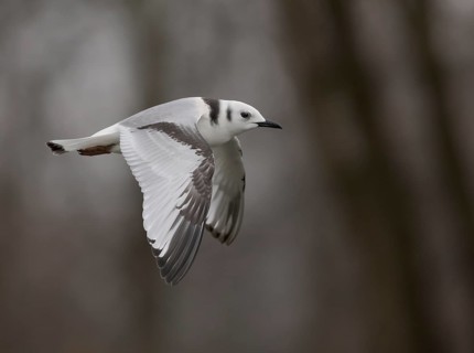 Black-legged Kittiwake (Rissa tridactyla) 1st year, flying, Ohio, USA