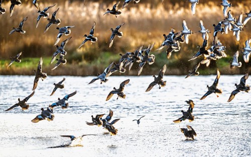 Eurasian Wigeon, Mareca penelope, birds in flight over marshes in Devon, England, United Kingdom