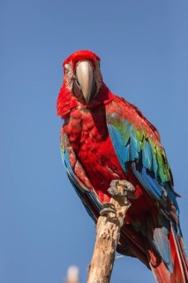 One scarlet macaw (Ara macao) sitting on a branch with a blue sky in the background. Bright