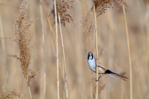Bearded reedling, bearded tit (Panurus biarmicus) adult male perched on reed stem while foraging