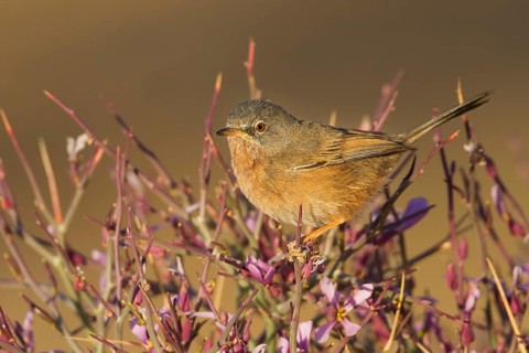 Tristrams Warbler - Atlasgrasmücke - Sylvia deserticola, Morocco, adult