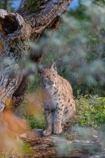 One Eurasian lynx, (Lynx lynx), sitting on the forest floor in at a dead tree, hidden behind out of