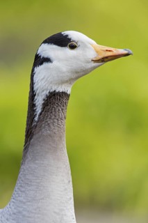 Bar-headed Goose (Anser indicus), Baden-Wuerttemberg, Germany