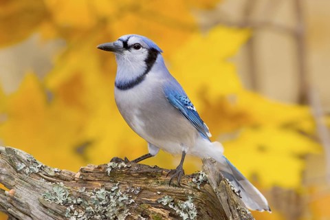 Blue Jay Cyanocitta cristata Minneapolis, Minnesota, USA 1 November Adult Corvidae
