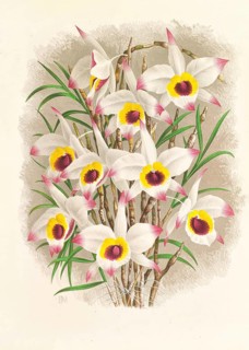 Orchid, Dendrobium Falconeri, authentic reproduction of an illustration by Jean Jules Linden (1817