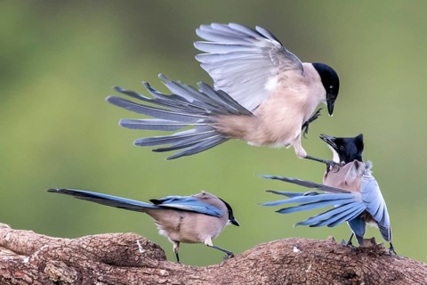Iberian Magpie (Cyanopica cooki) group of three, Andalusia, Spain