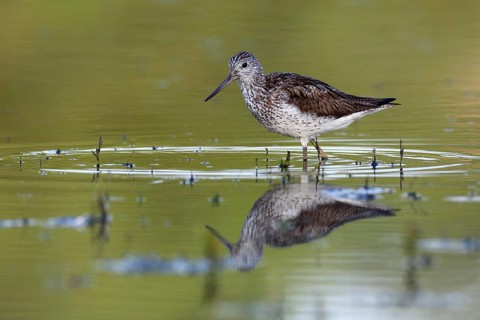 Common Greenshank (Tringa nebularia) foraging, Saxony-Anhalt, Germany