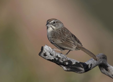Rufous-crowned Sparrow (Aimophila ruficeps), California, USA