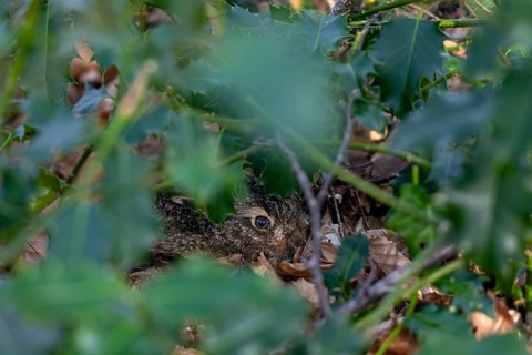 Already at the end of January I discover a hare (Lepus europaeus), born a few days ago, resting in