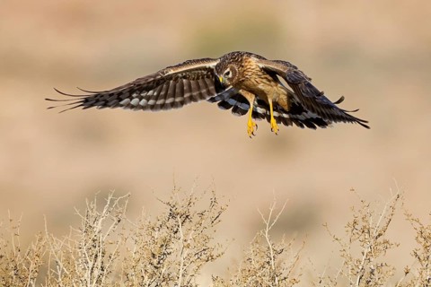 Kornweihe, Hen Harrier, Northern Harrier, Circus cyaneus, Busard Saint-Martin, Aguilucho Pálido