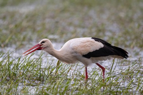 White Stork (Ciconia ciconia) foraging, Poland