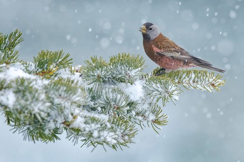 Grey-crowned Rosy Finch (Leucosticte tephrocotis littoralis), Alaska, USA