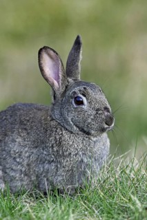 Common European rabbit (Oryctolagus cuniculus) sitting in meadow