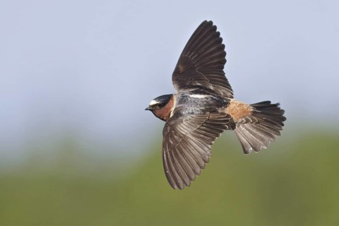 American Cliff Swallow (Petrochelidon pyrrhonota), Ontario, Canada