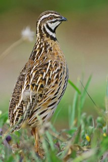 Rain Quail (Coturnix coromandelica) male, Maharashtra, India
