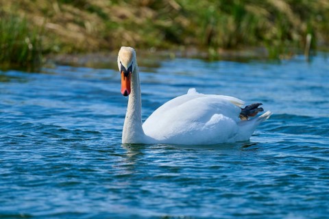 A swan swims peacefully in a sunny lake, Mute Swan (Cygnus olor), spring, bird island, Altmühlsee,