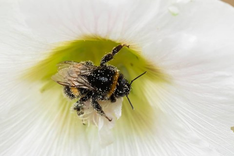 Buff tailed bumblebee (Bombus terrestris) adult bee insect feeding on a garden Hollyhock flower in