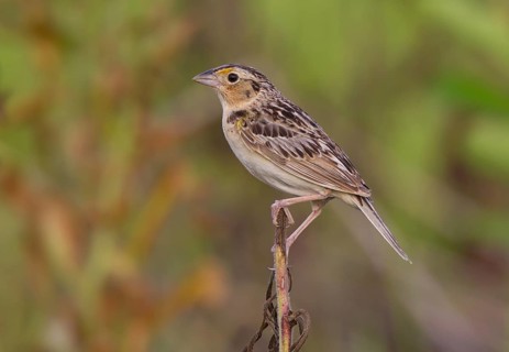 Grasshopper Sparrow (Ammodramus savannarum), Ohio, USA