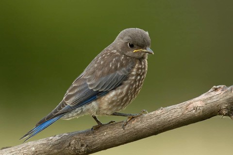 Juvenile Western Bluebird (Sialia mexicanus)